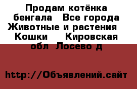 Продам котёнка бенгала - Все города Животные и растения » Кошки   . Кировская обл.,Лосево д.